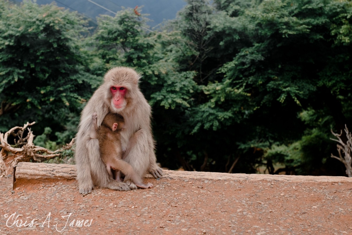 Fushimi Inari Shrine - Chris A James