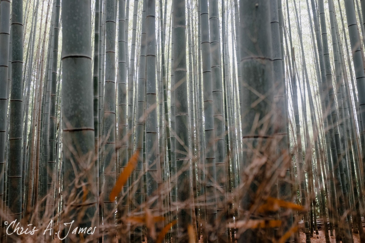 Fushimi Inari Shrine - Chris A James