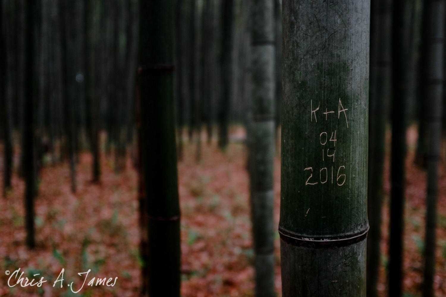Fushimi Inari Shrine - Chris A James