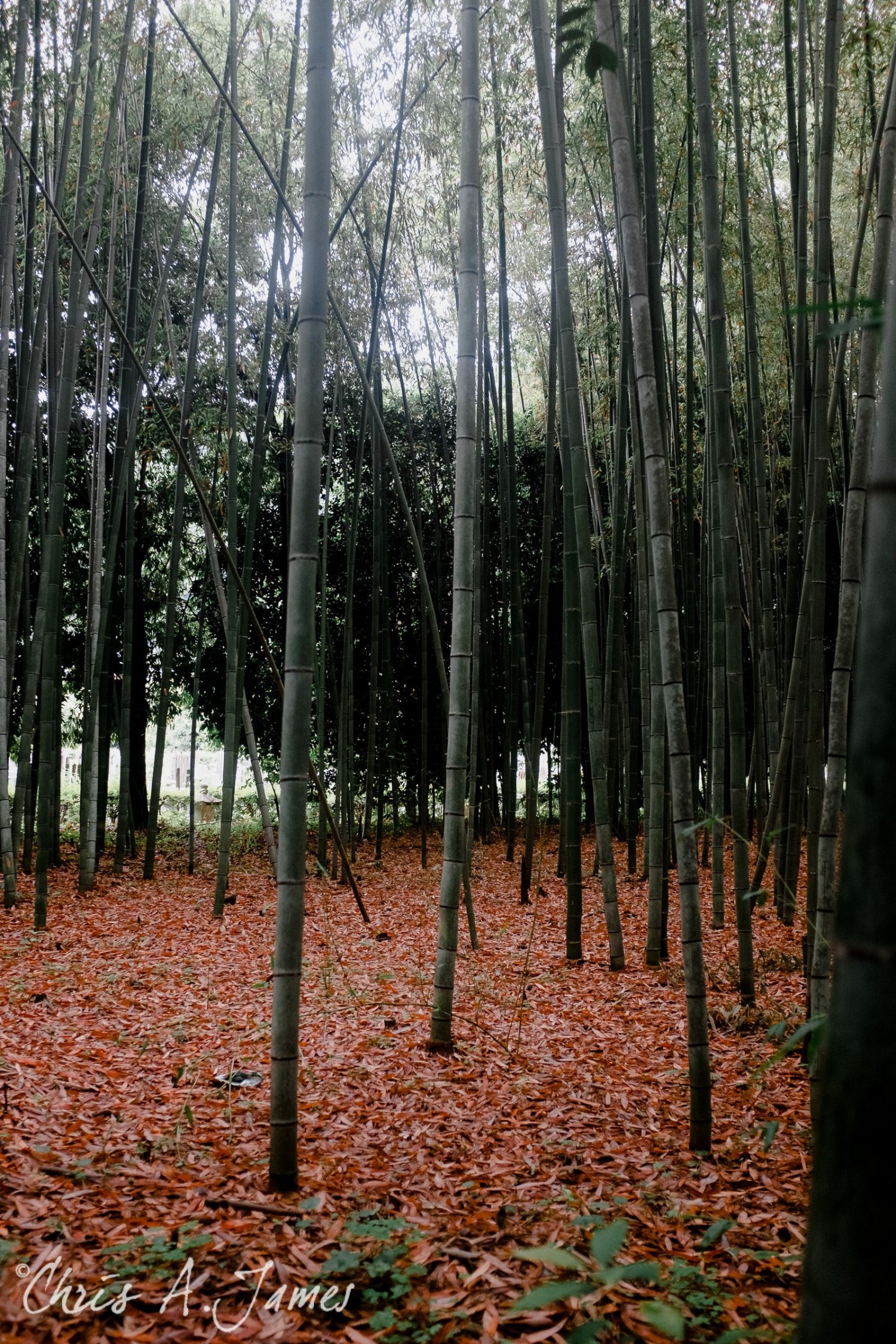 Fushimi Inari Shrine - Chris A James