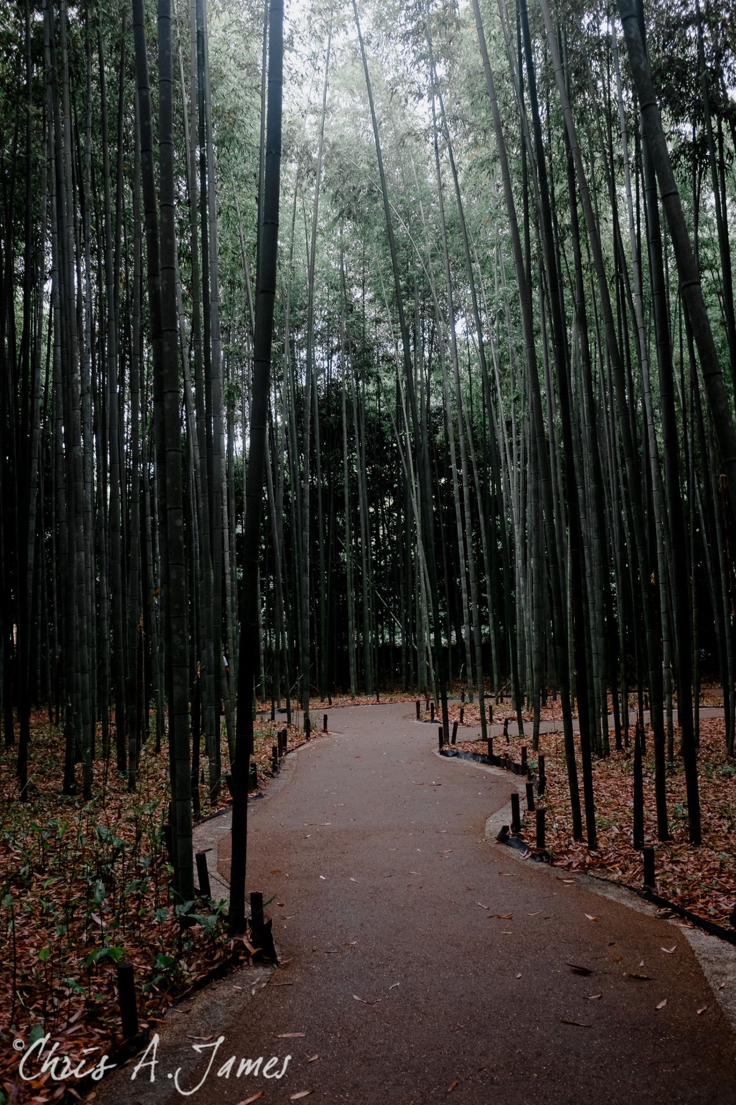 Fushimi Inari Shrine - Chris A James