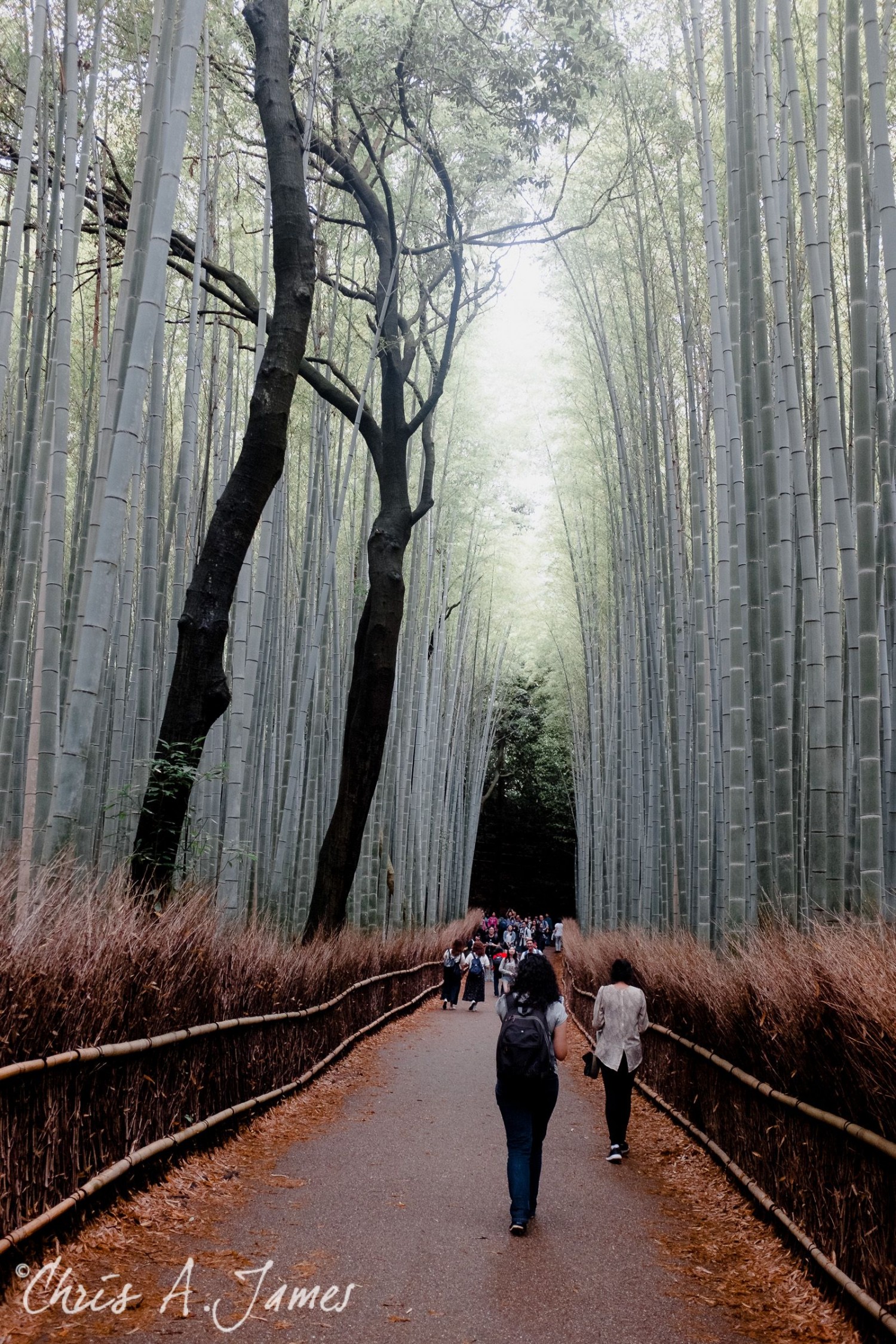 Fushimi Inari Shrine - Chris A James