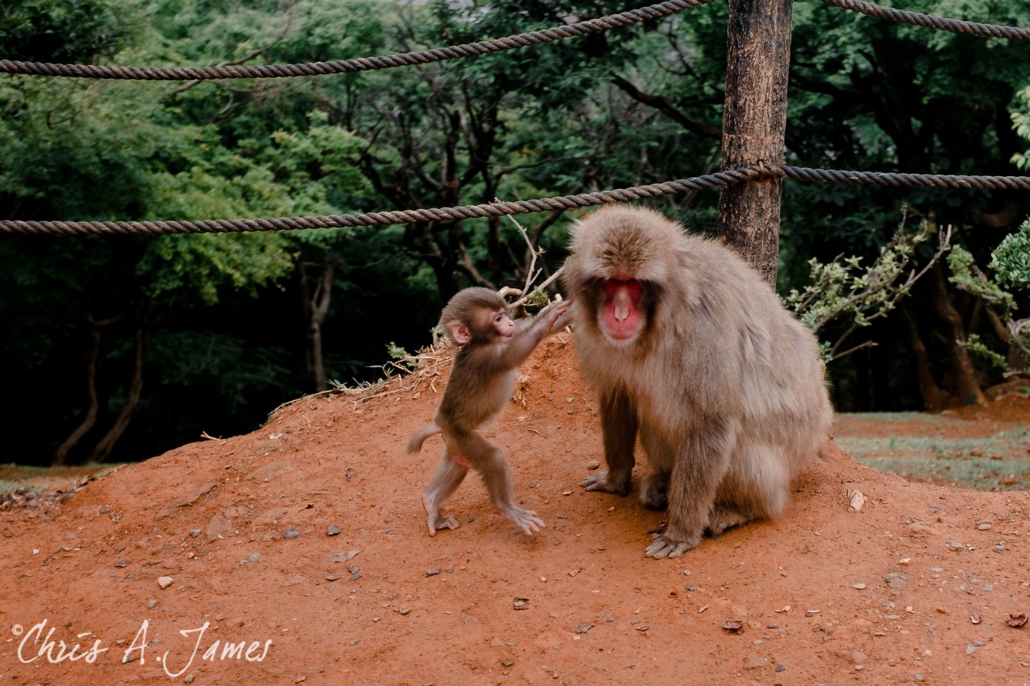 Fushimi Inari Shrine - Chris A James
