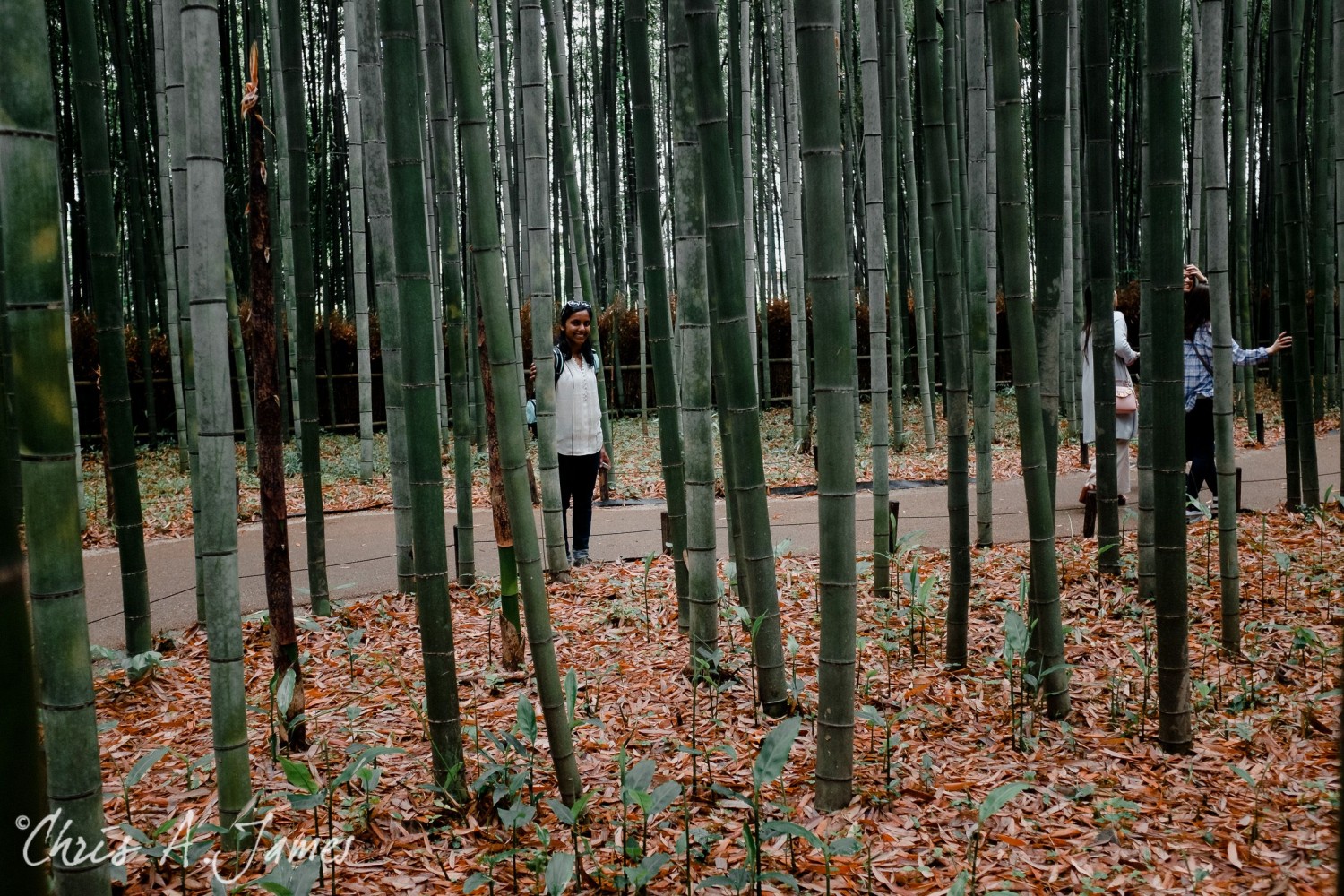 Fushimi Inari Shrine - Chris A James
