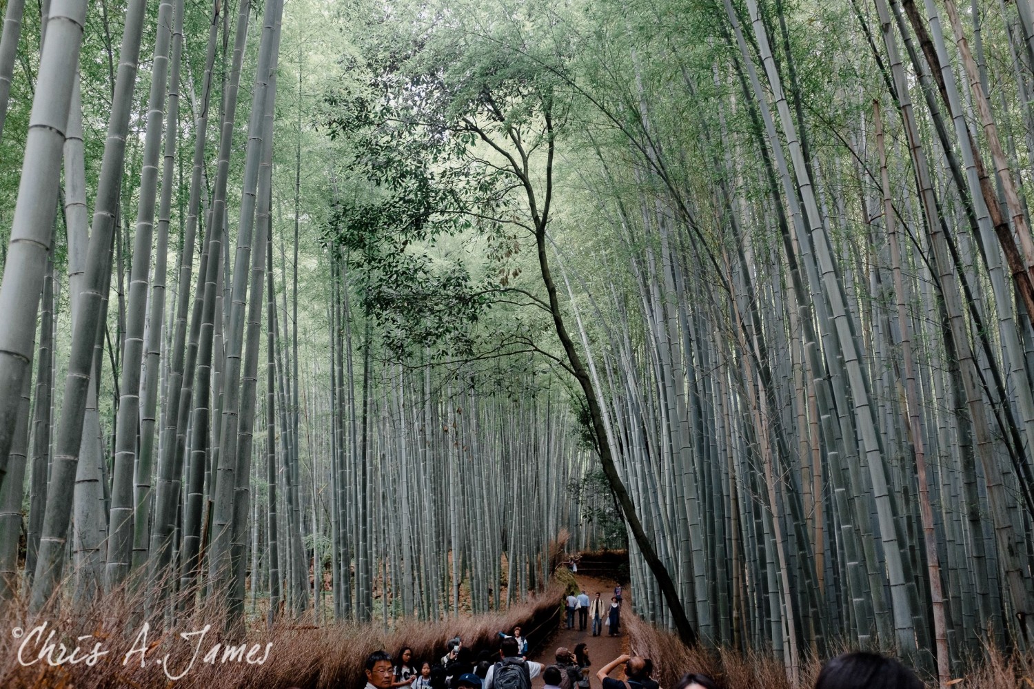 Fushimi Inari Shrine - Chris A James