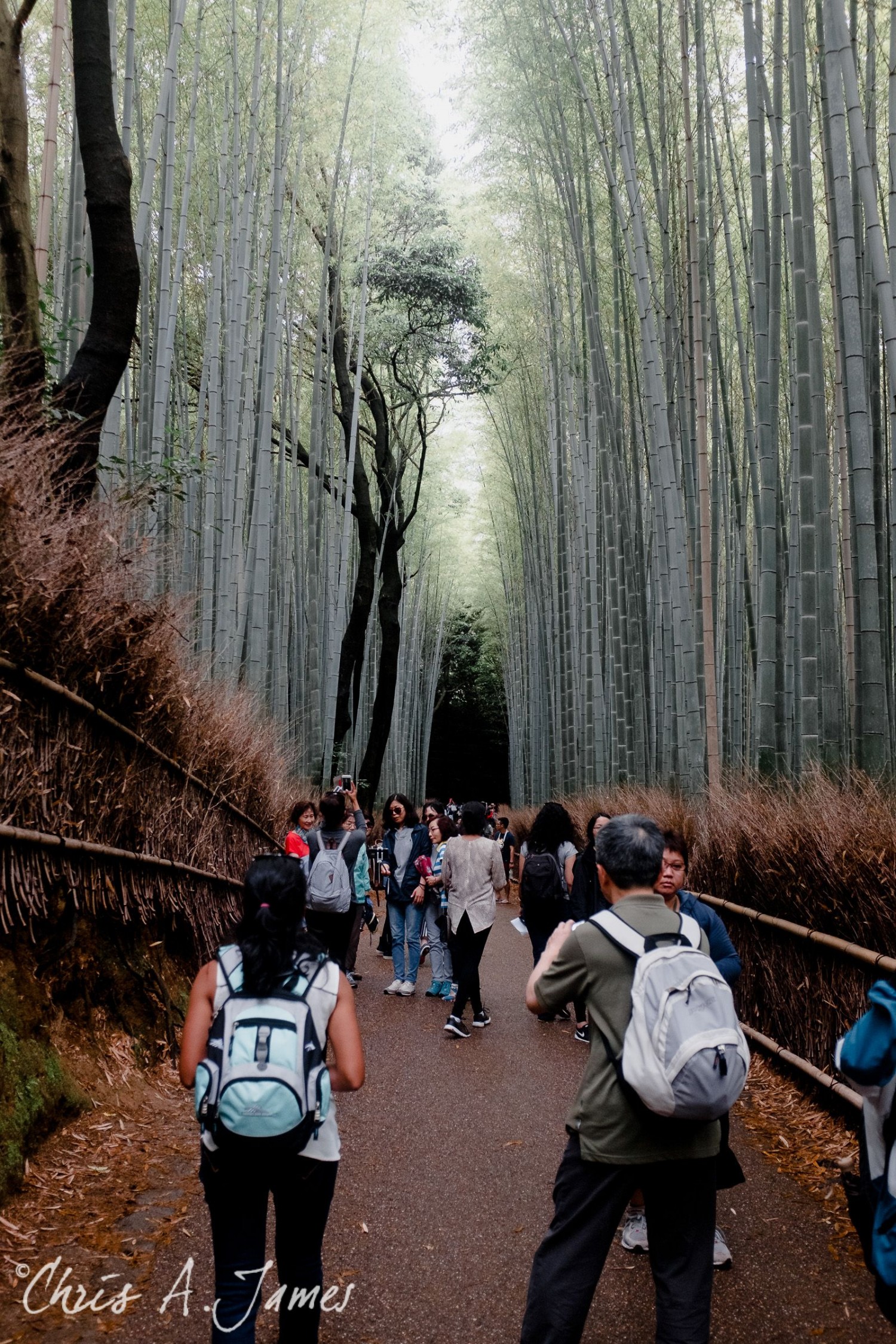 Fushimi Inari Shrine - Chris A James
