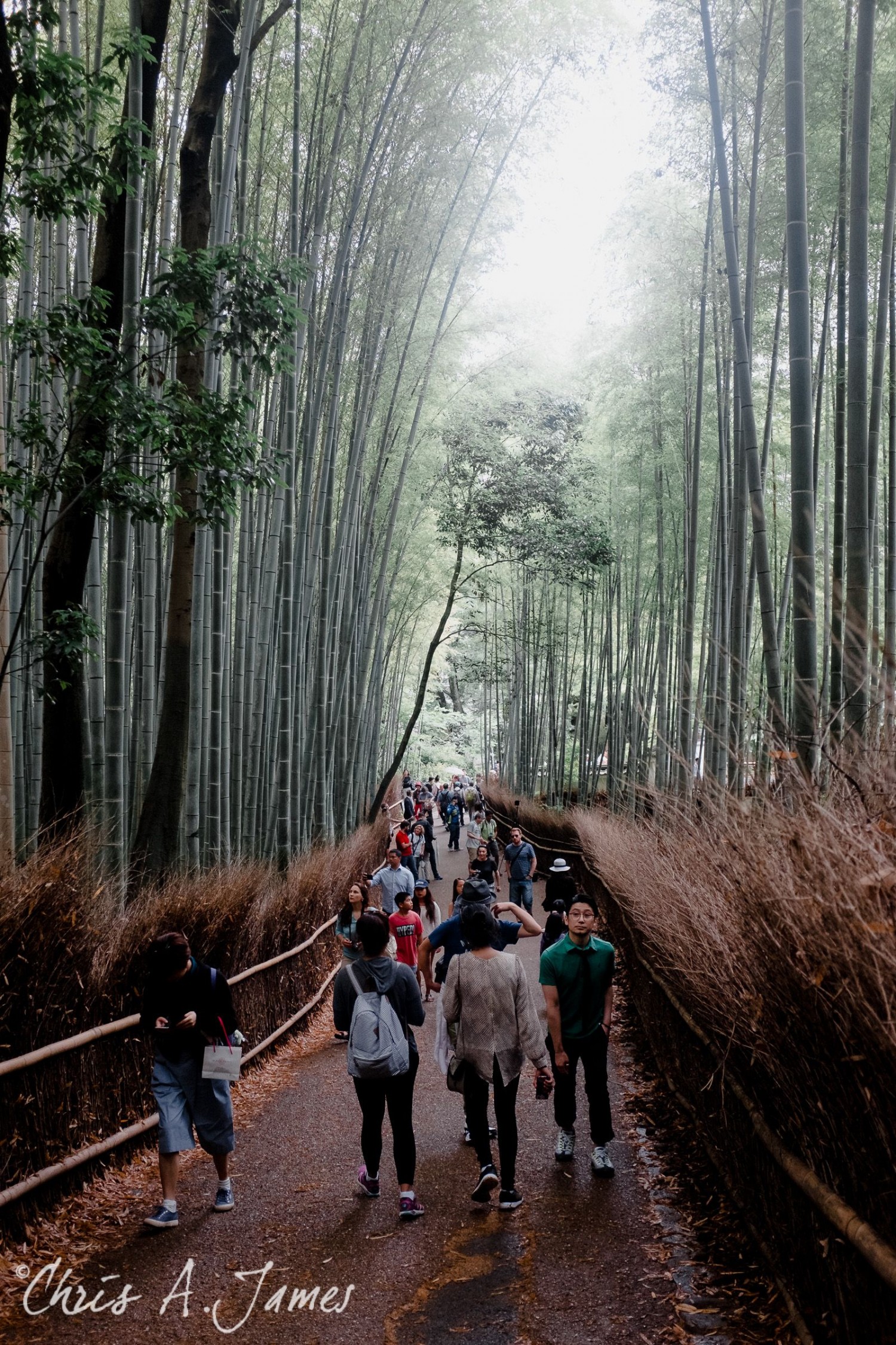 Fushimi Inari Shrine - Chris A James
