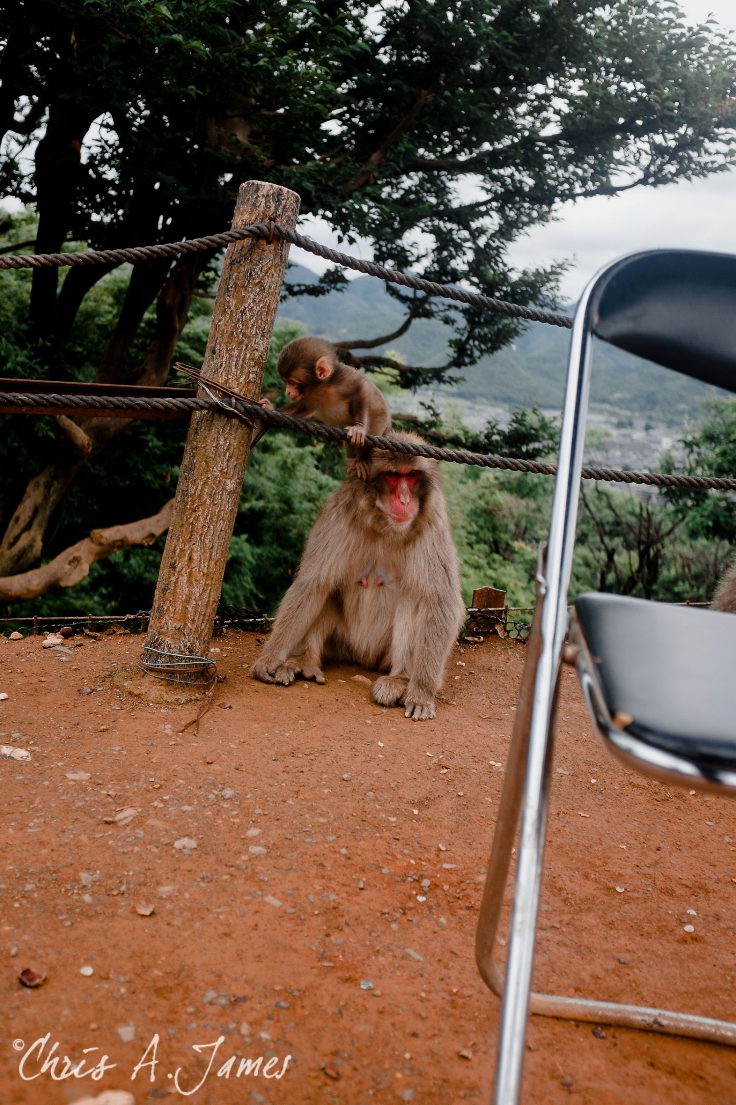 Fushimi Inari Shrine - Chris A James