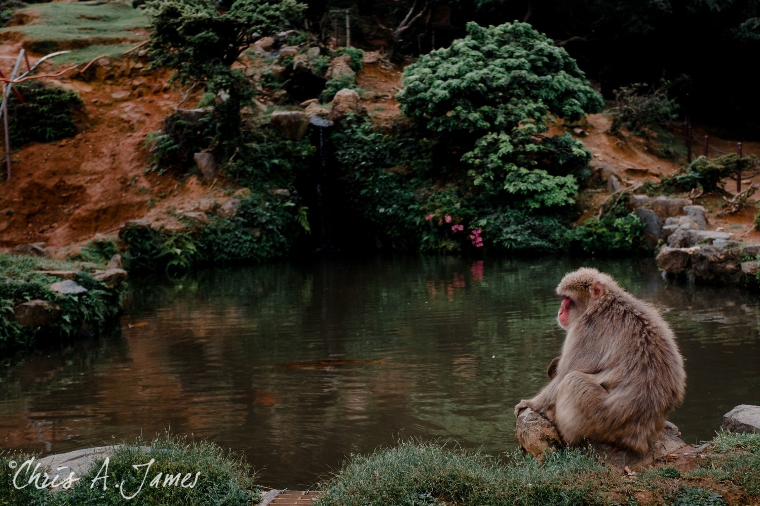 Fushimi Inari Shrine - Chris A James