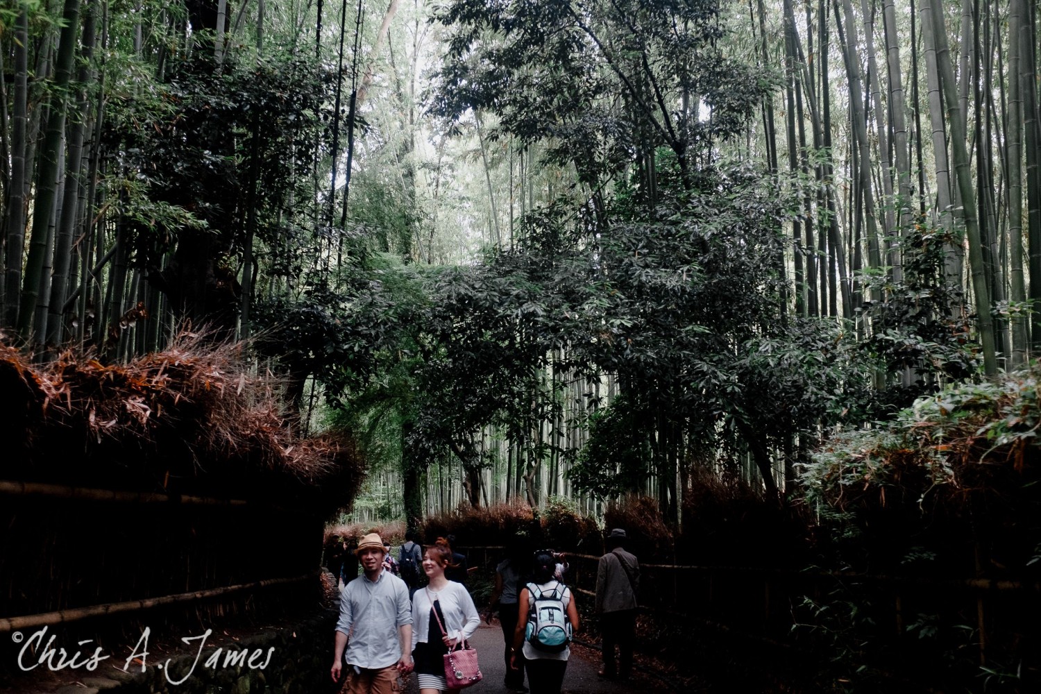 Fushimi Inari Shrine - Chris A James