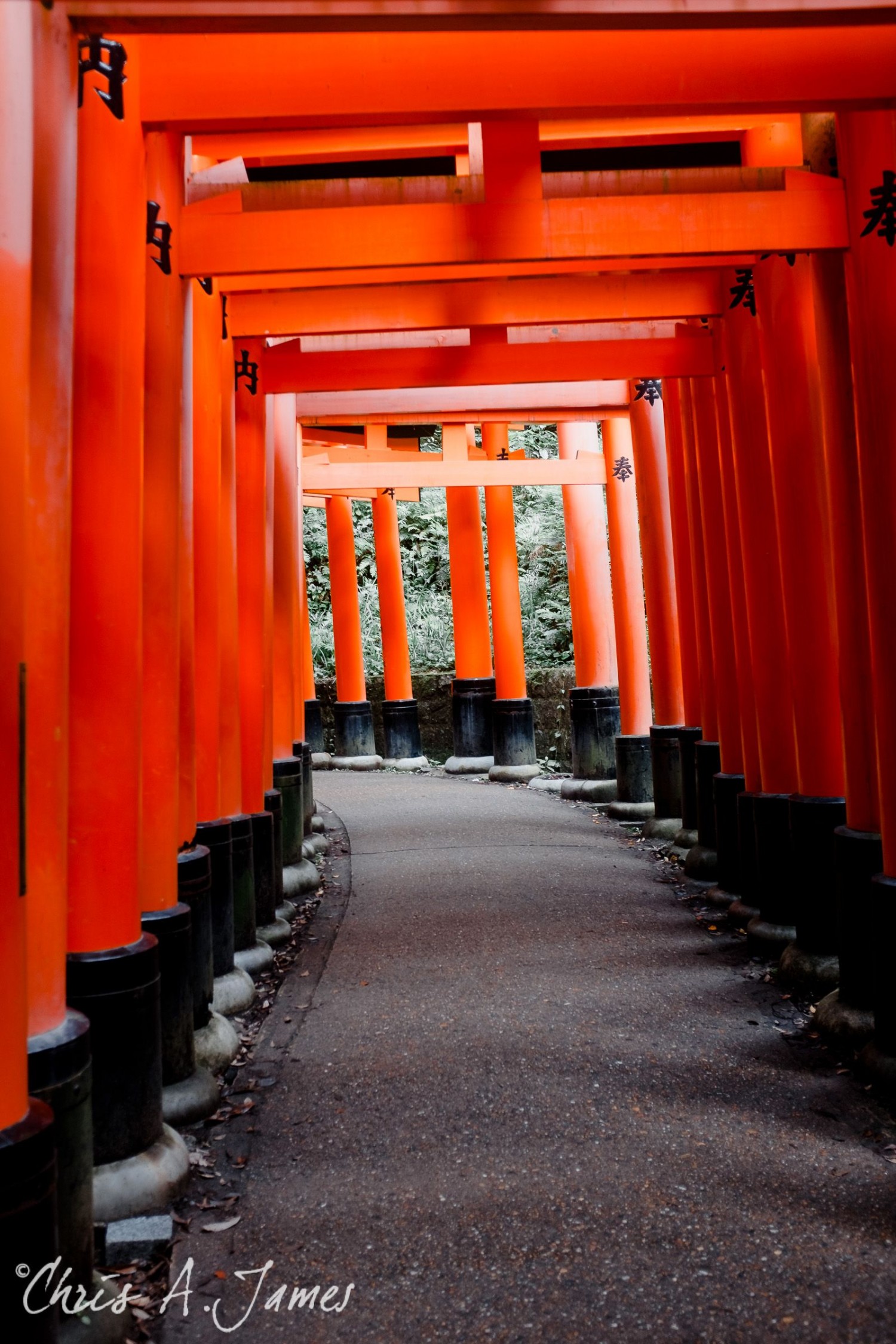 Fushimi Inari Shrine - Chris A James