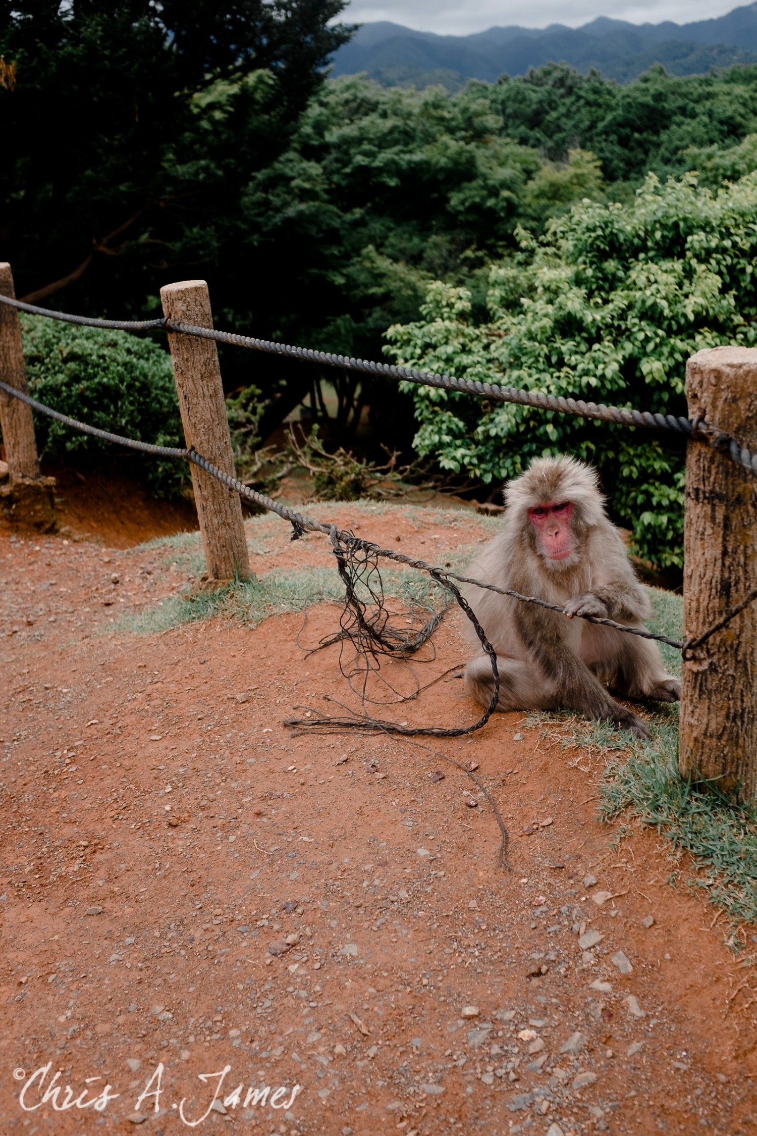 Fushimi Inari Shrine - Chris A James