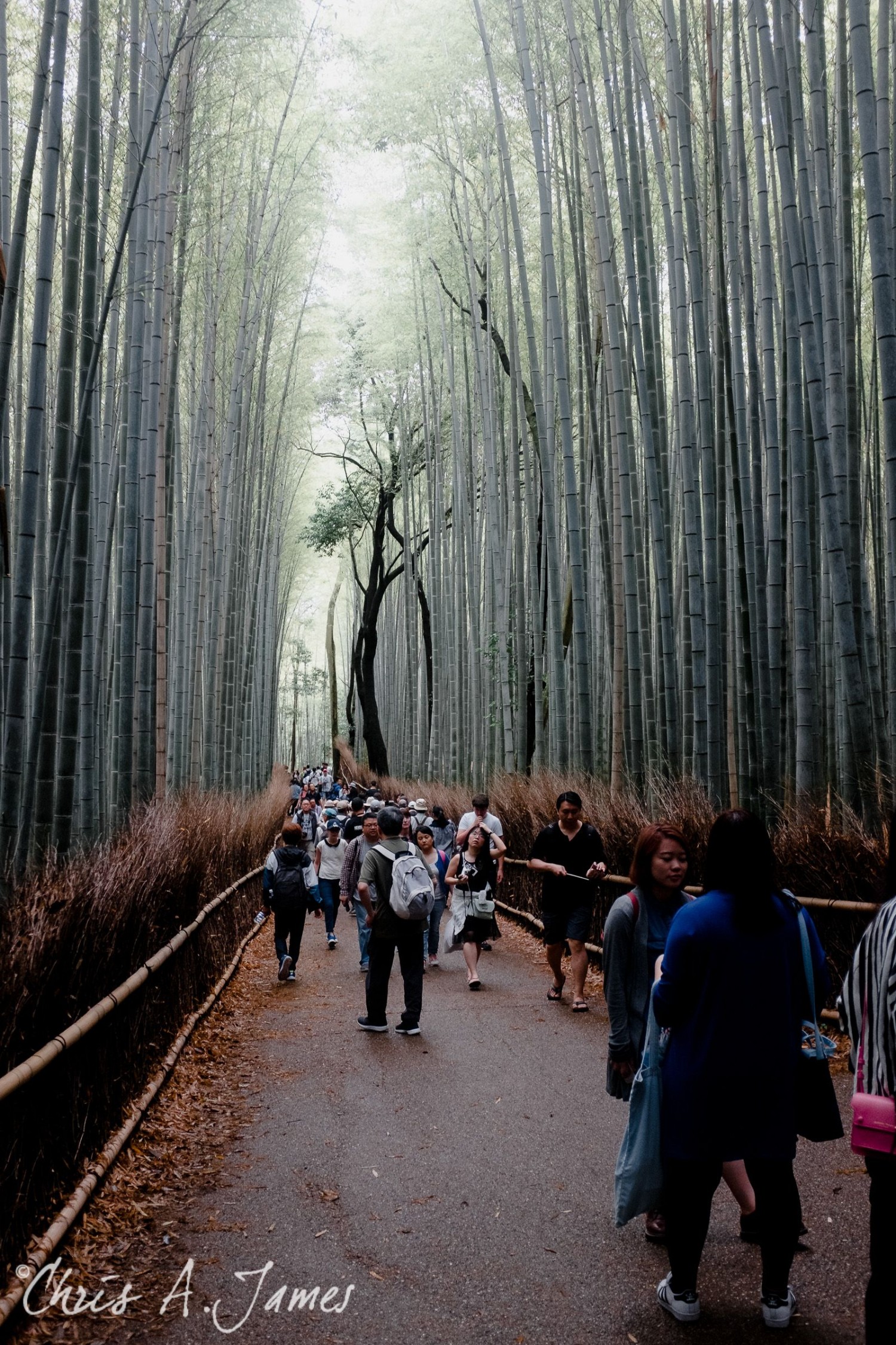 Fushimi Inari Shrine - Chris A James