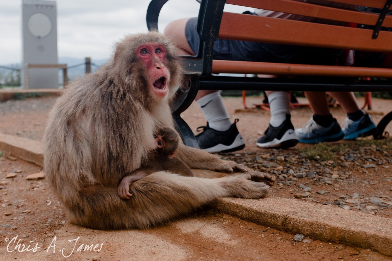 Fushimi Inari Shrine - Chris A James