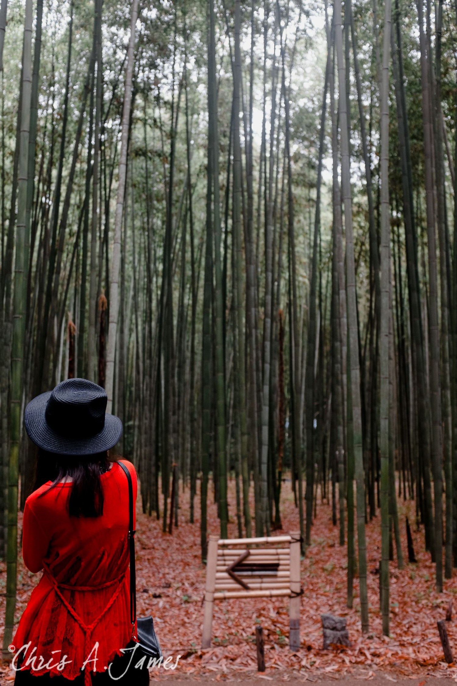Fushimi Inari Shrine - Chris A James