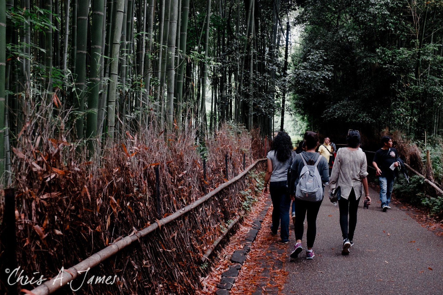 Fushimi Inari Shrine - Chris A James