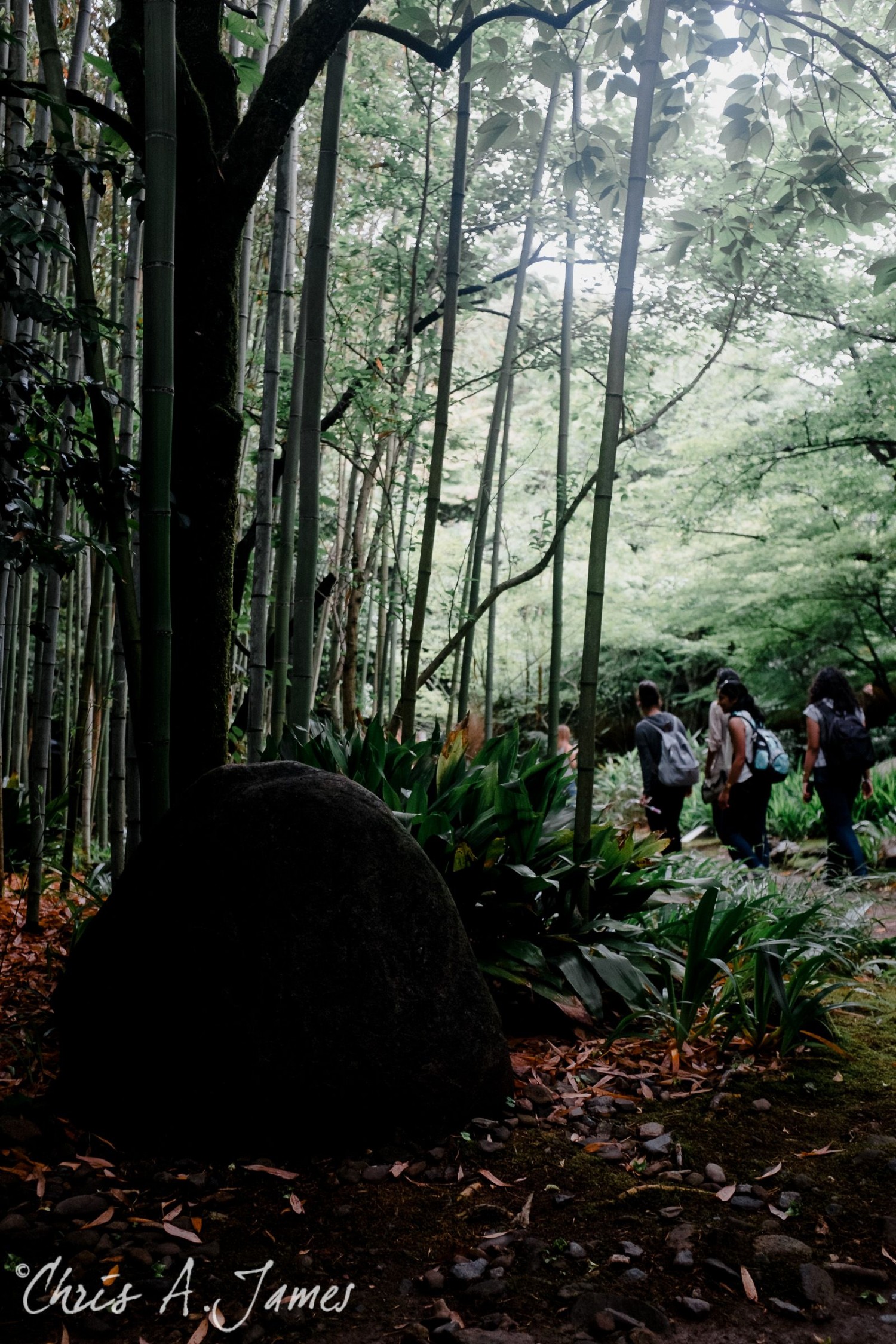 Fushimi Inari Shrine - Chris A James