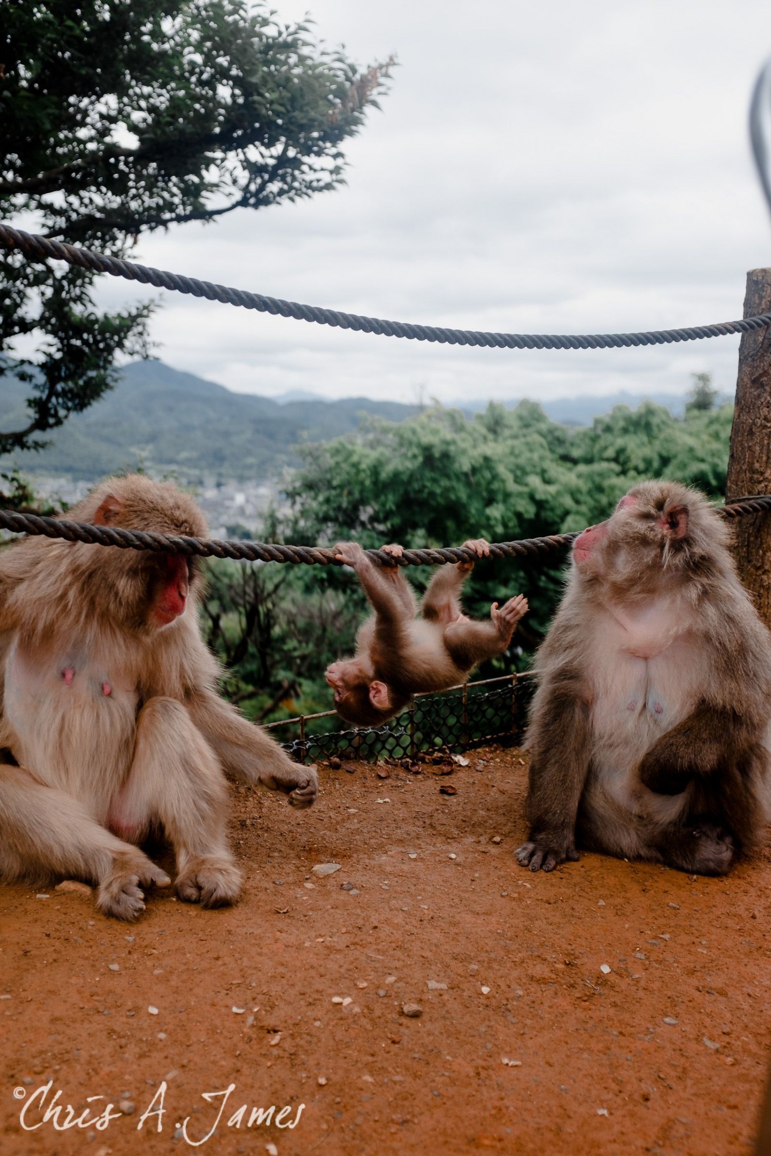 Fushimi Inari Shrine - Chris A James