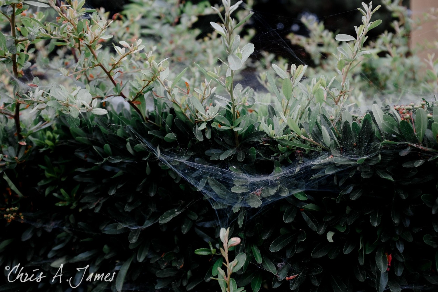 Kyoto - Chris A James