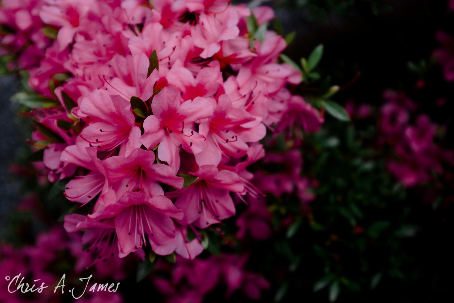 Kyoto - Chris A James