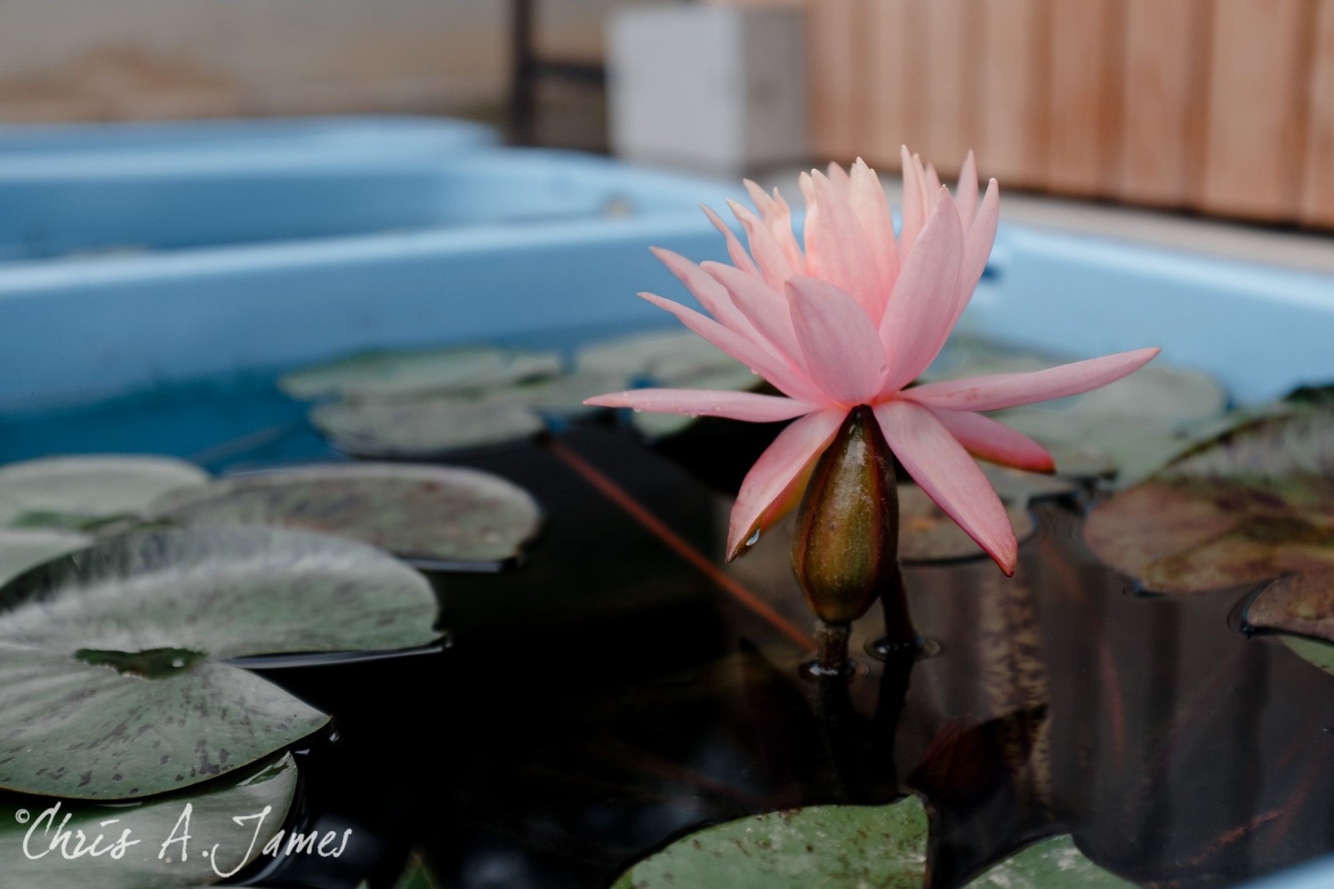 Kyoto - Chris A James