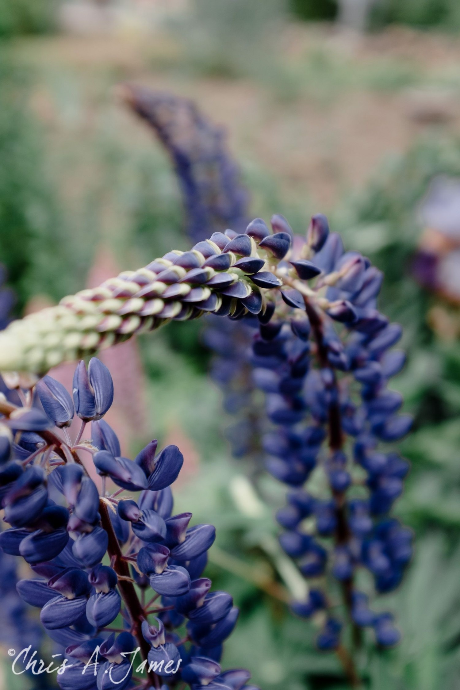 Lake Kawaguchiko - Chris A James