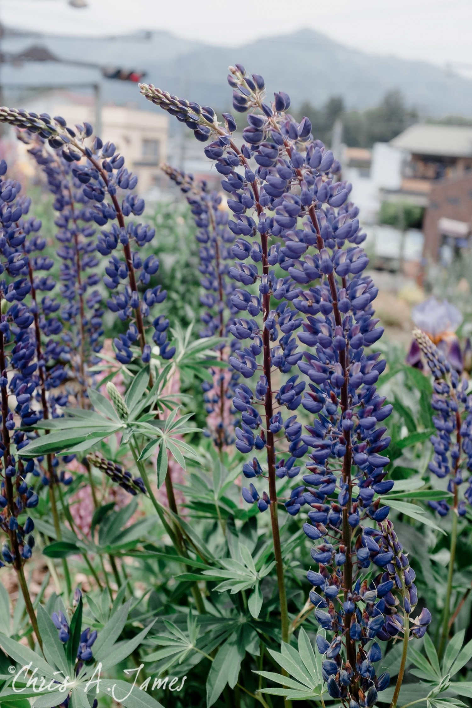 Lake Kawaguchiko - Chris A James