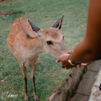 Nara
