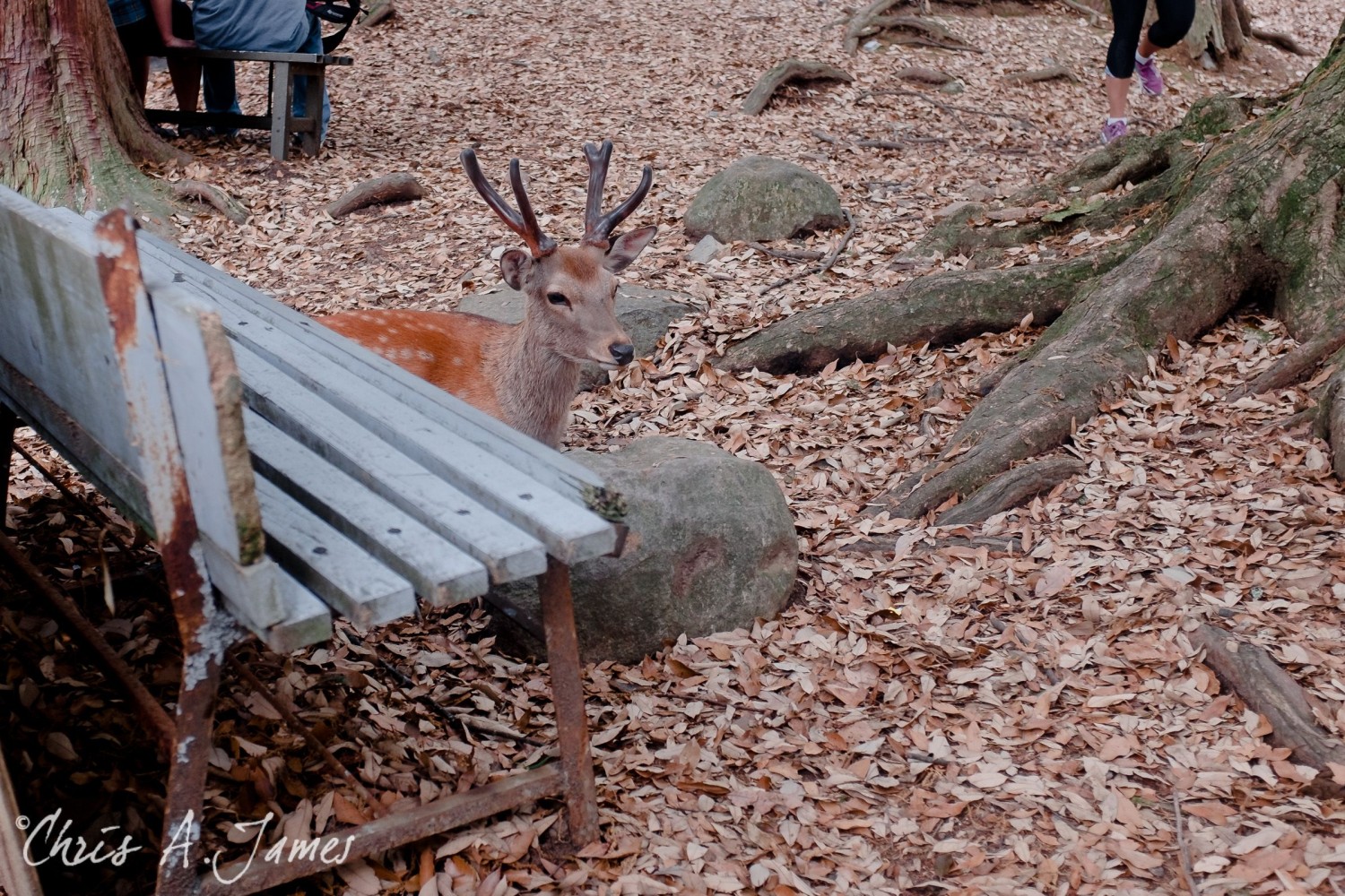 Nara - Chris A James