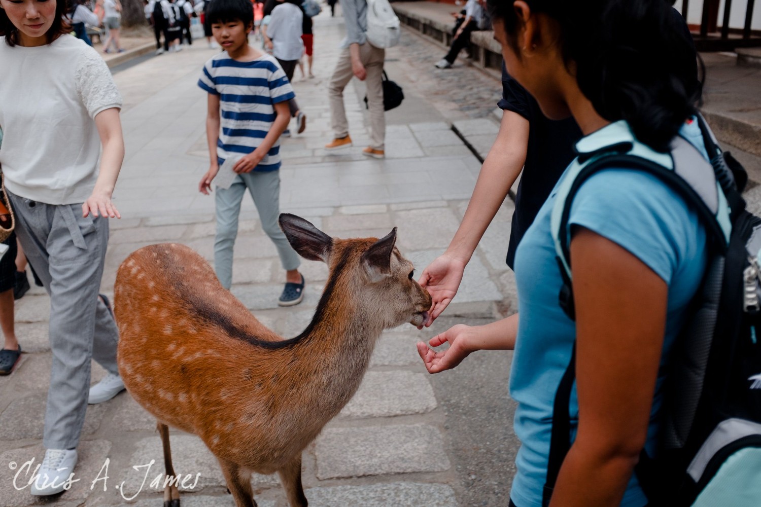 Nara - Chris A James