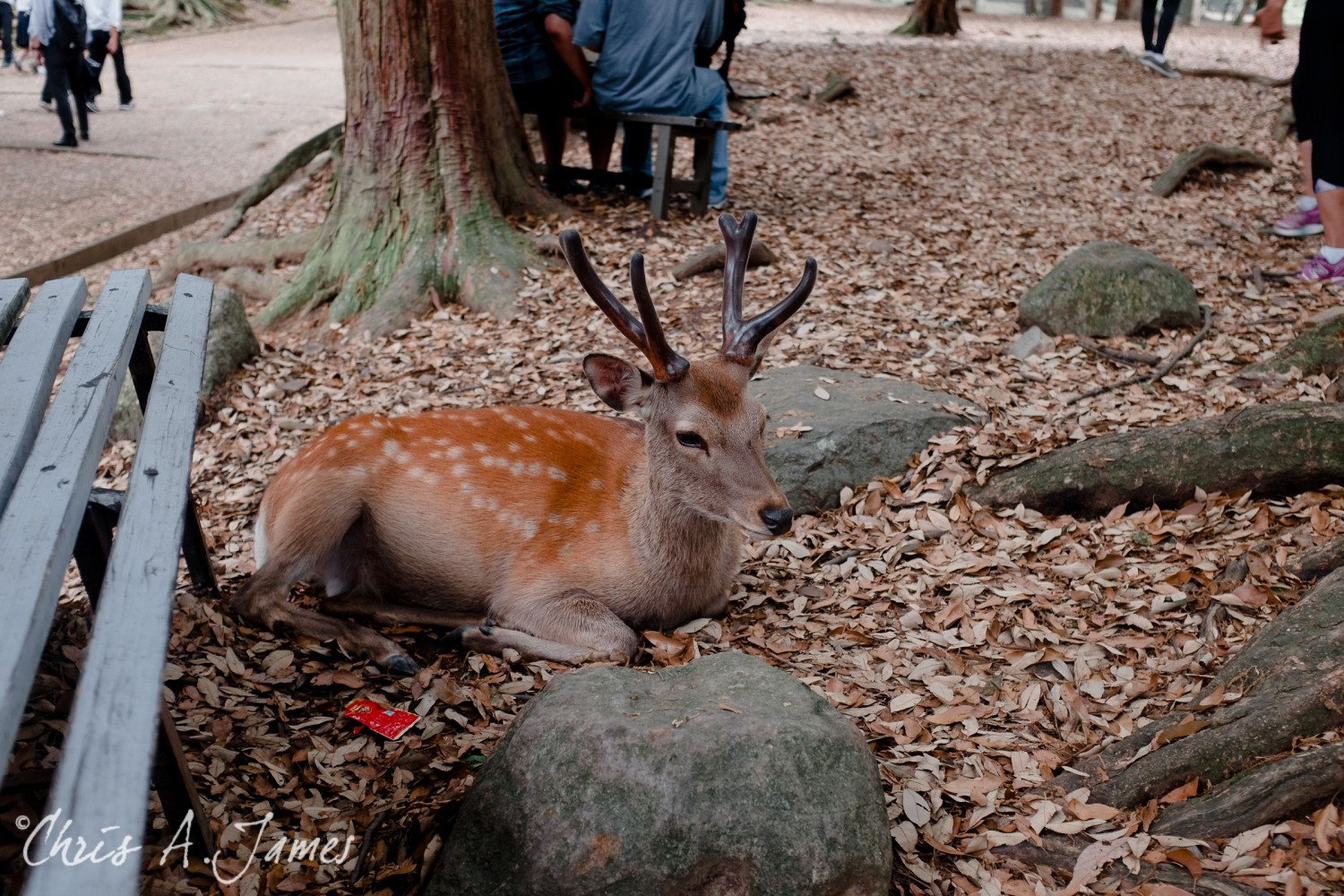 Nara - Chris A James