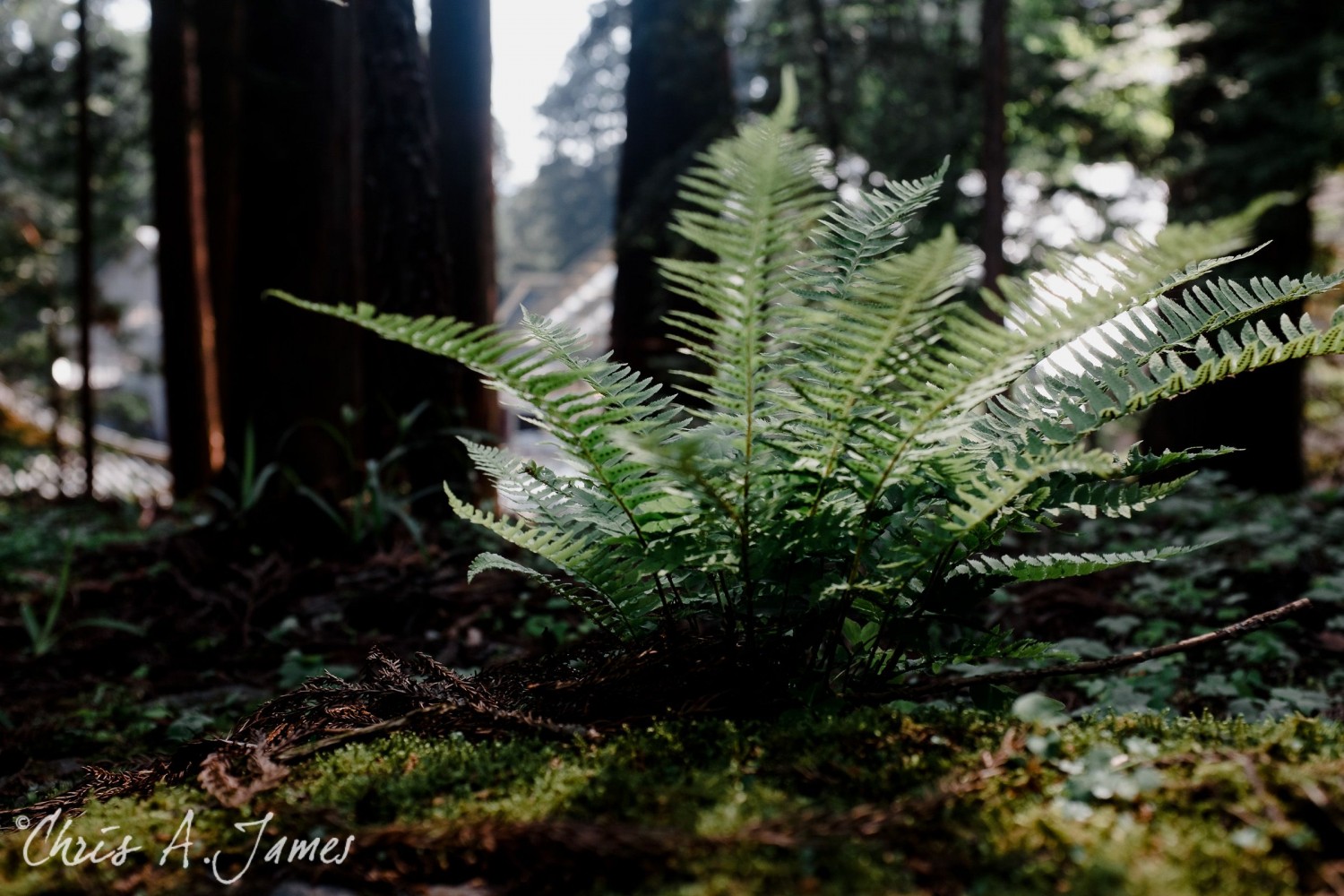 Nikko - Chris A James