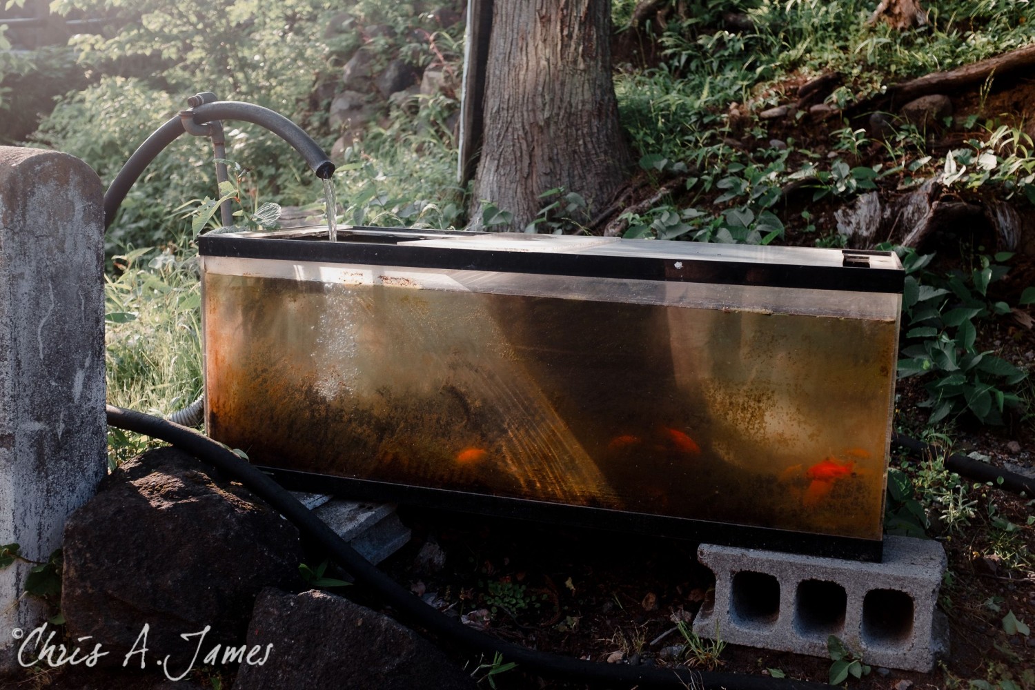 Nikko - Chris A James