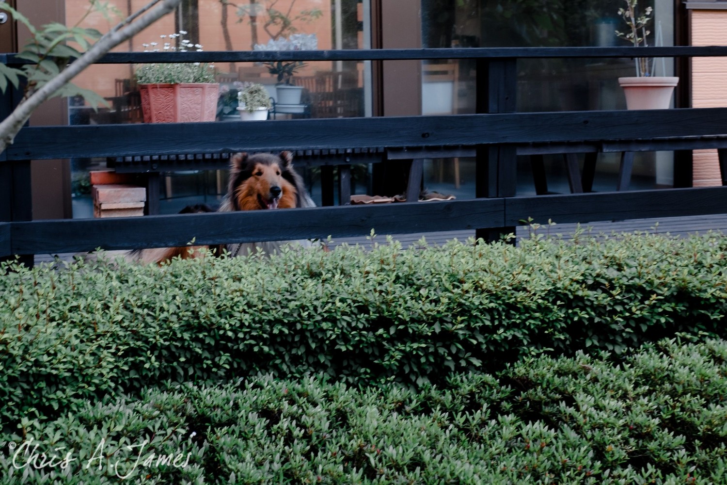 Nikko - Chris A James