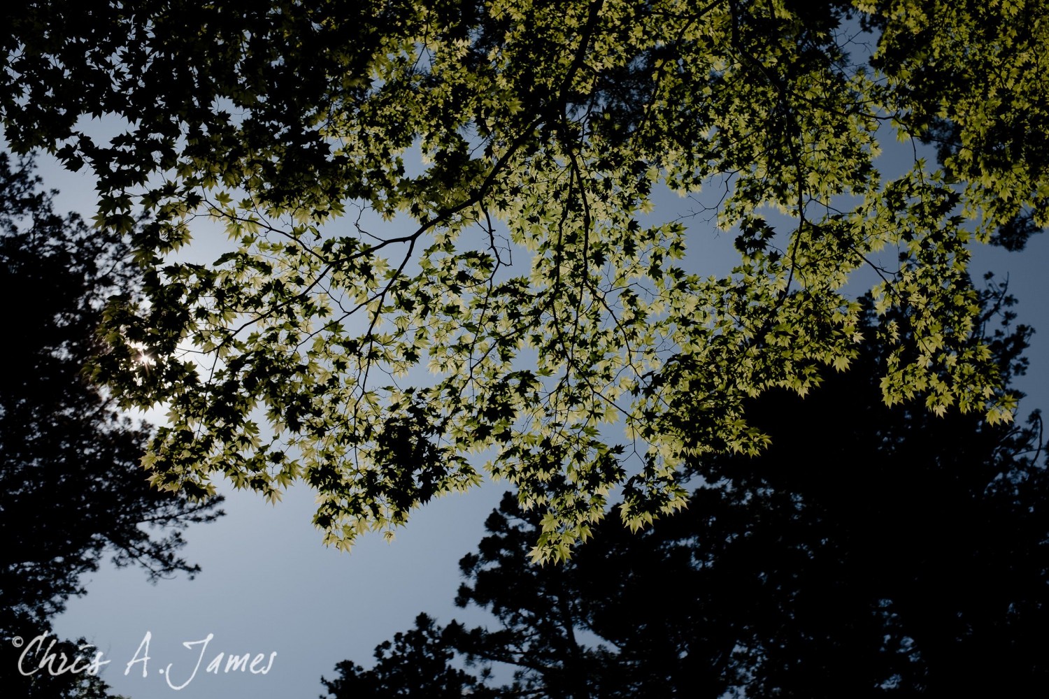 Nikko - Chris A James