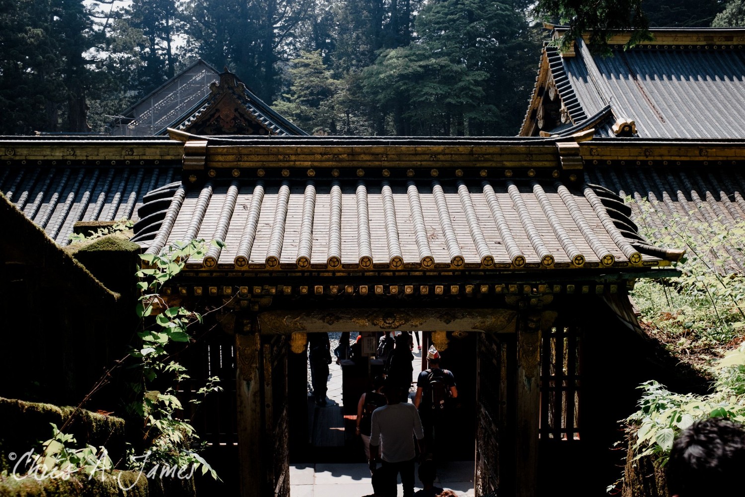 Nikko - Chris A James