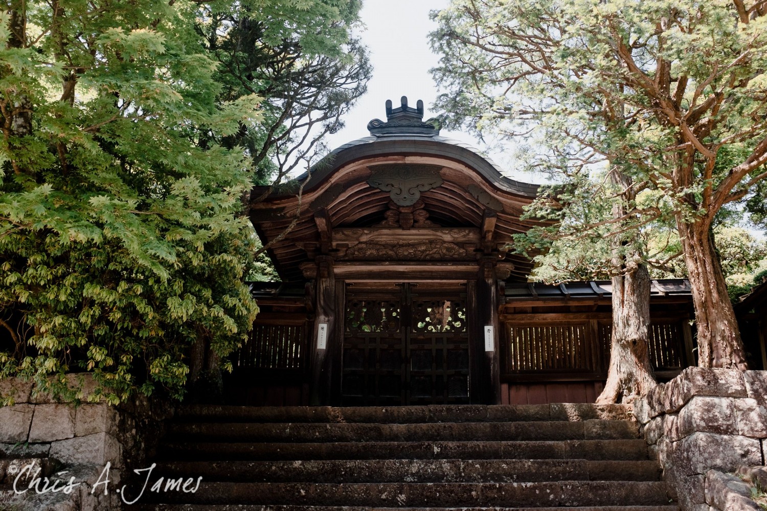 Nikko - Chris A James