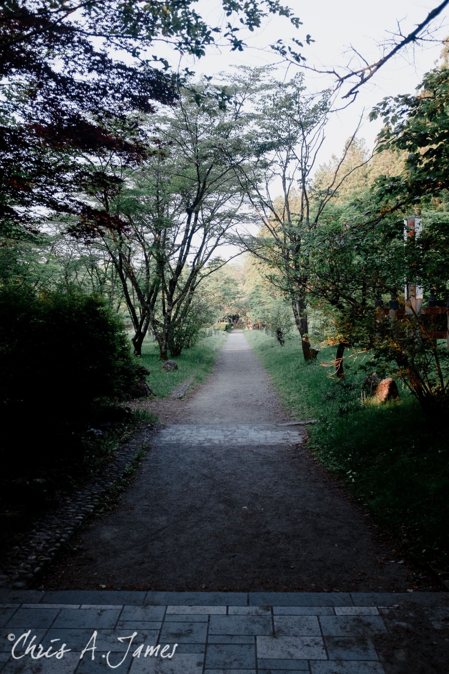 Nikko - Chris A James