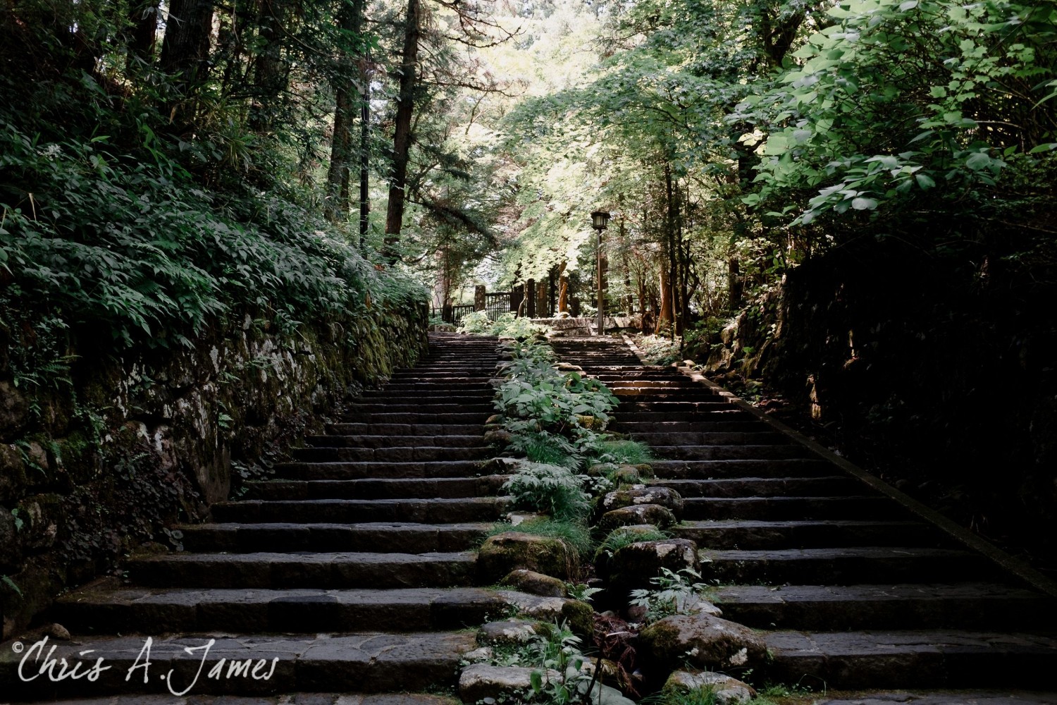 Nikko - Chris A James