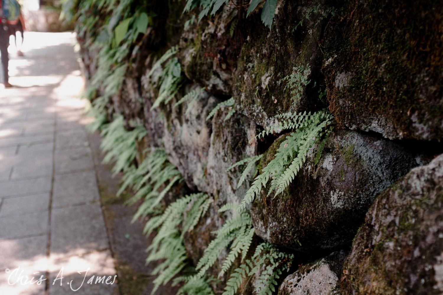 Nikko - Chris A James