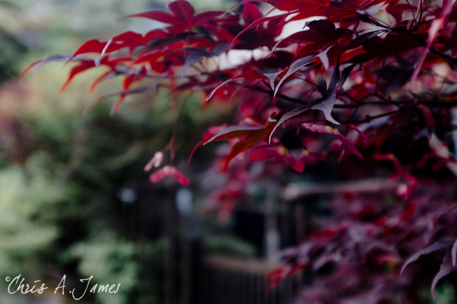 Nikko - Chris A James