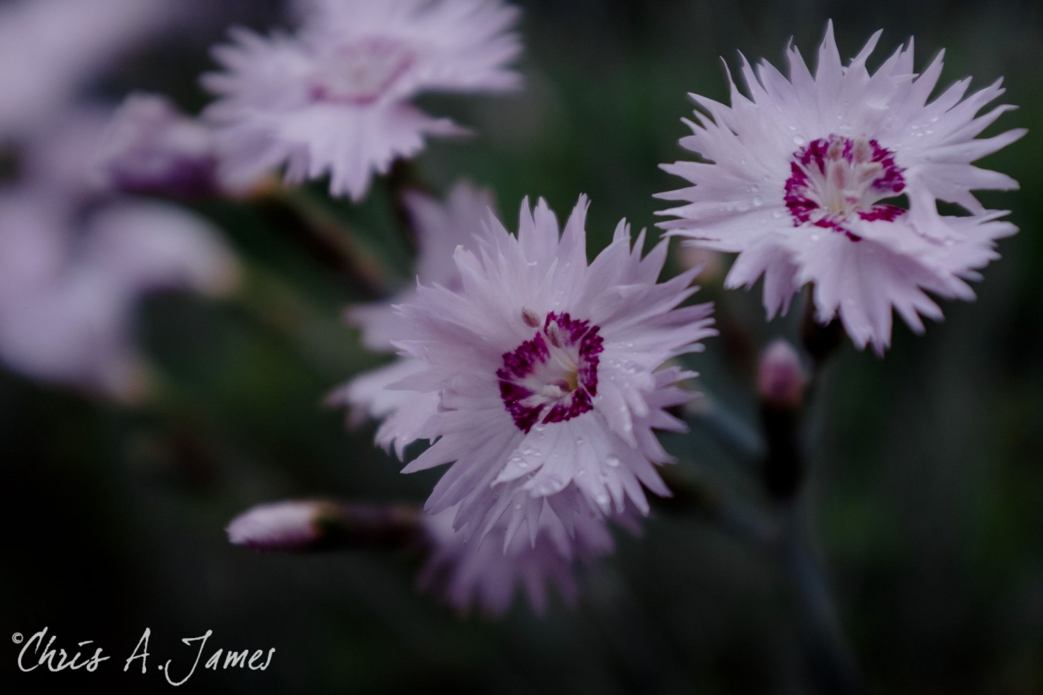 Takayama - Chris A James