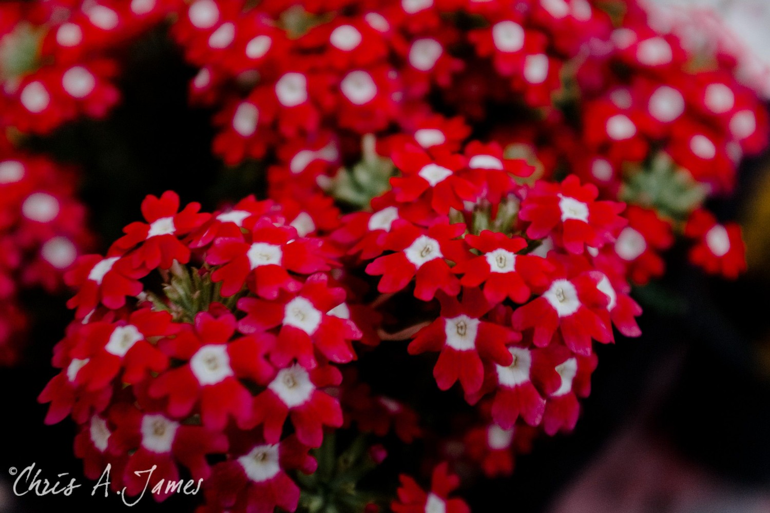 Takayama - Chris A James