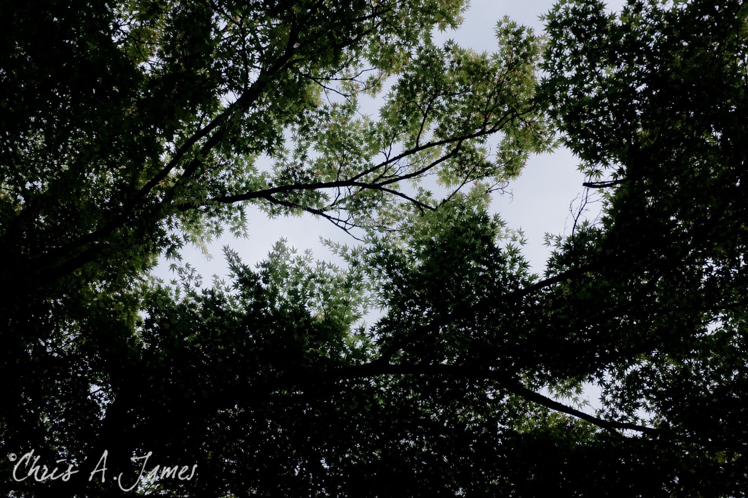 Takayama - Chris A James