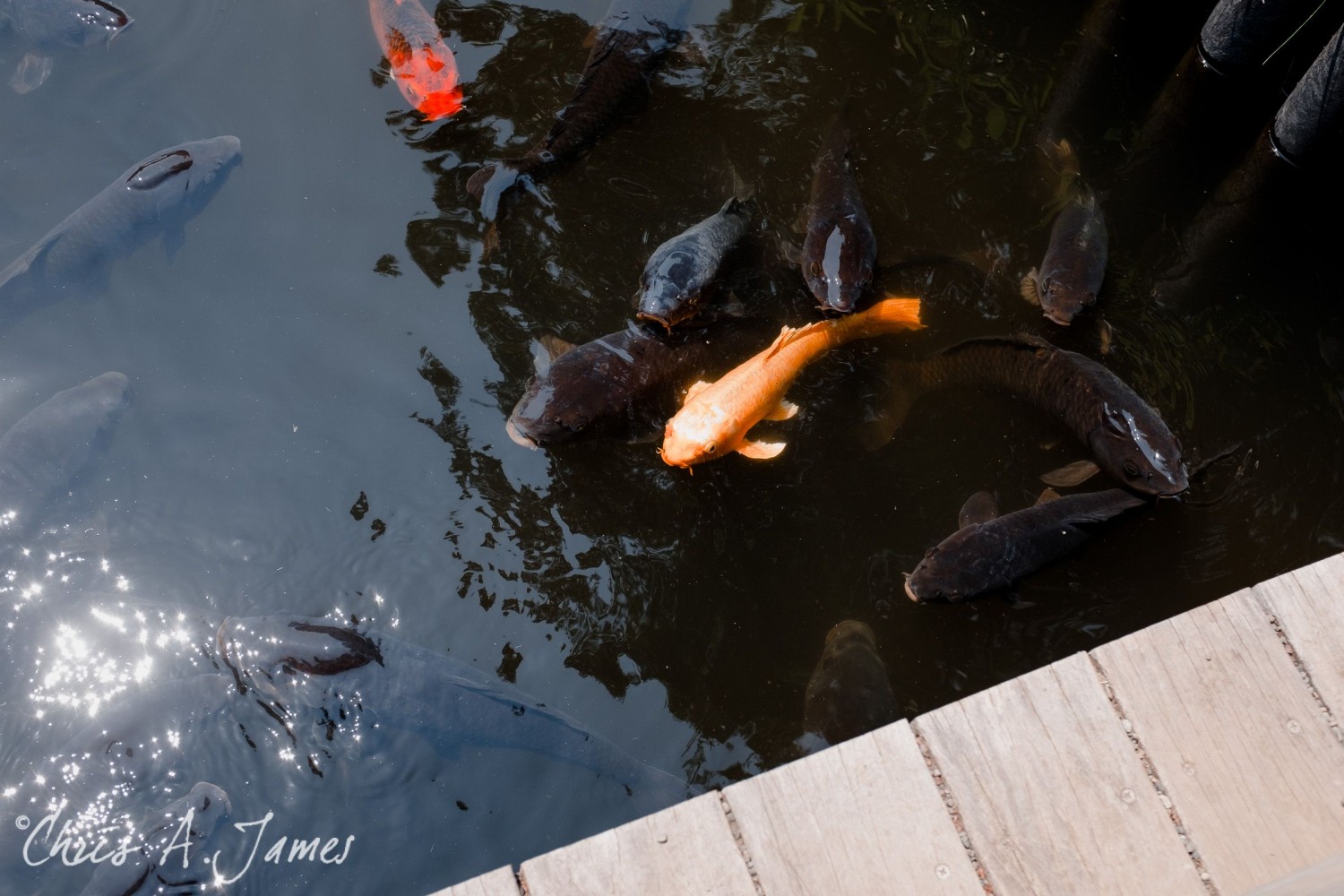 Tokyo - Day 1 - Chris A James