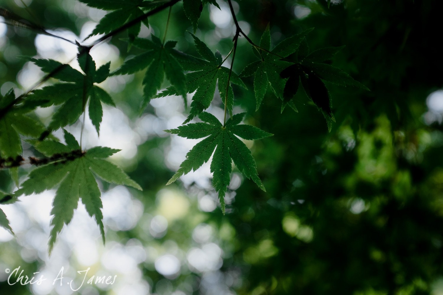 Tokyo - Day 1 - Chris A James