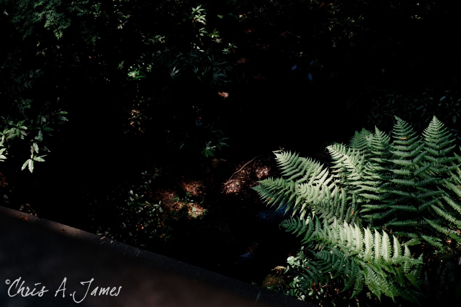 Tokyo - Day 1 - Chris A James