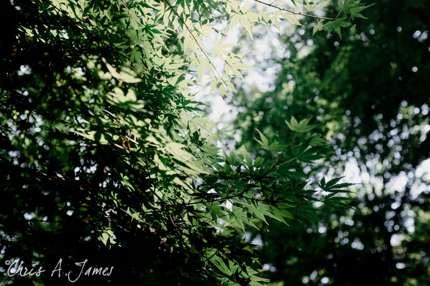 Tokyo - Day 1 - Chris A James