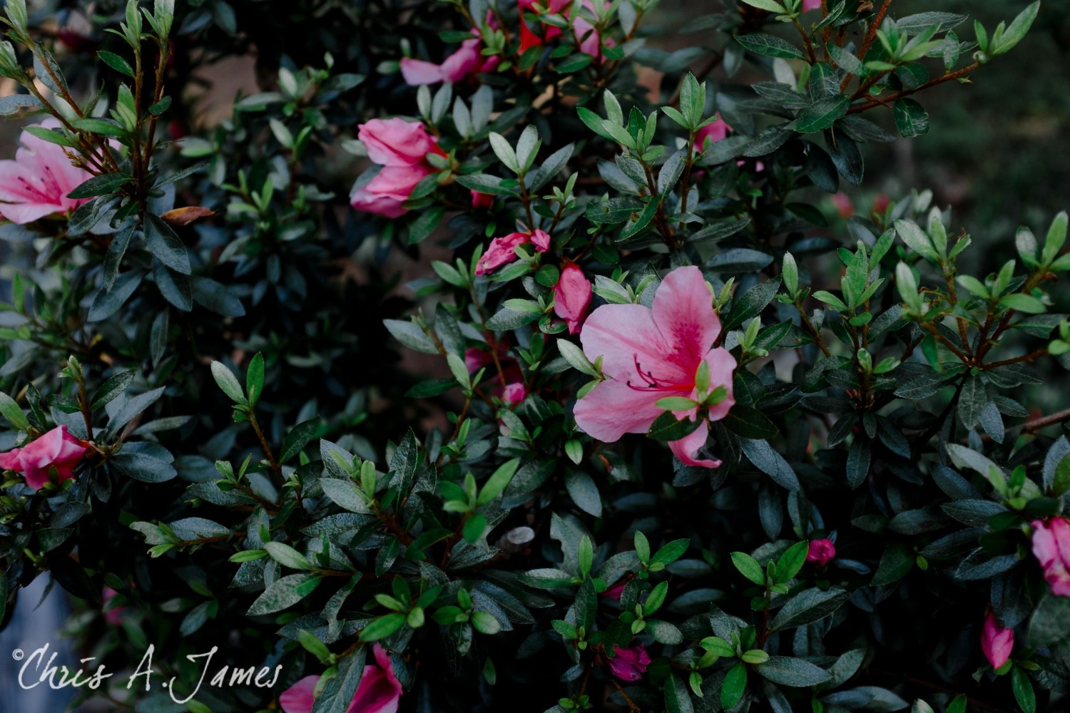 Tokyo - Day 1 - Chris A James