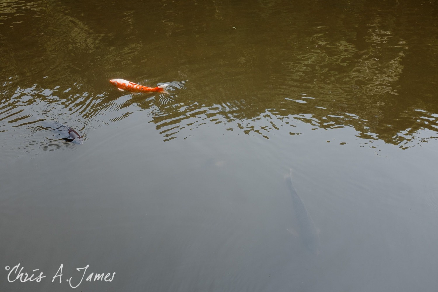 Tokyo - Day 1 - Chris A James